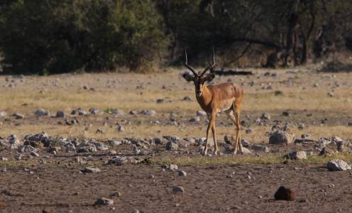 Impala – jedna z najpopularniejszych antylop Namibii