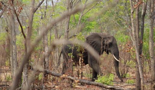 Słonie w Zimbabwe