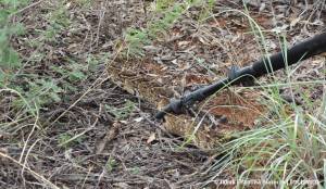 Puff adder