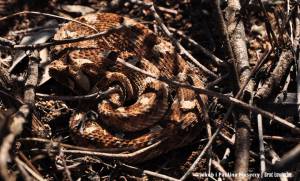 Puff adder