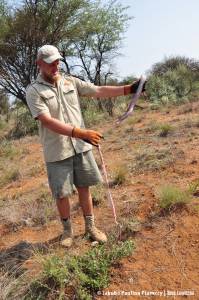 Puff adder