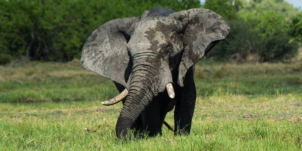 Botswana znosi zakaz polowań na słonie. Fot. Eunice Adjei/Shutterstock.com